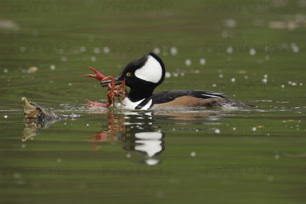 Male Hooded Merganser (Lophodytes cucullatus) with freshwater crawfish