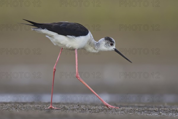 Black-winged Stilt (Himantopus himantopus) female foraging, North Rhine-Westphalia, Germany, Europe