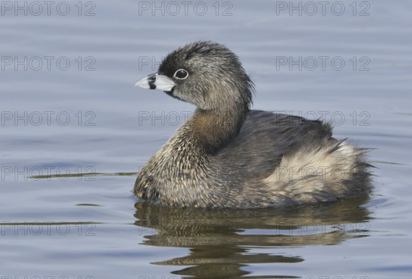 Pied-billed Grebe (Podilymbus podiceps), Texas, USA, North America