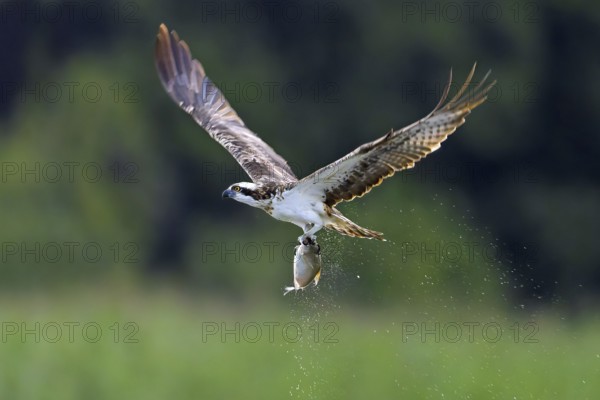 Western osprey (Pandion haliaetus) catching fish in its talons from water surface of lake in summer