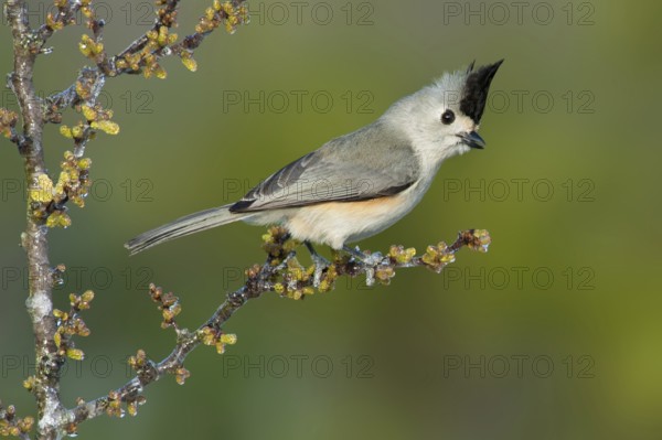 Black-crested Titmouse (Baeolophus atricristatus), Texas, USA, North America