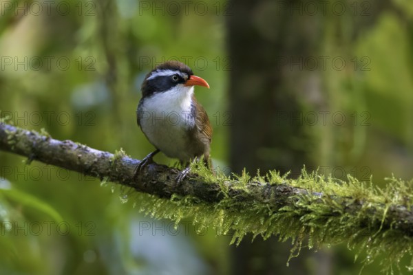 Coral-billed Scimitar Babbler (Pomatorhinus ferruginosus) perched on a branch, Ngoc Linh, Vietnam, Asia