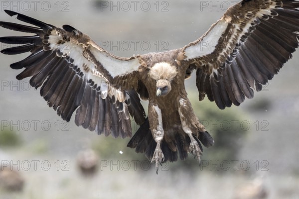 Griffon Vulture (Gyps fulvus) landing, Castile and Leon, Spain, Europe