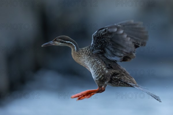 African Finfoot (Podica senegalensis) female flying, Mpumalanga, South Africa, Africa