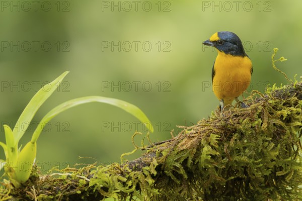 Schwalbenorganist, Yellow-throated euphonia, Euphonia hirundinacea