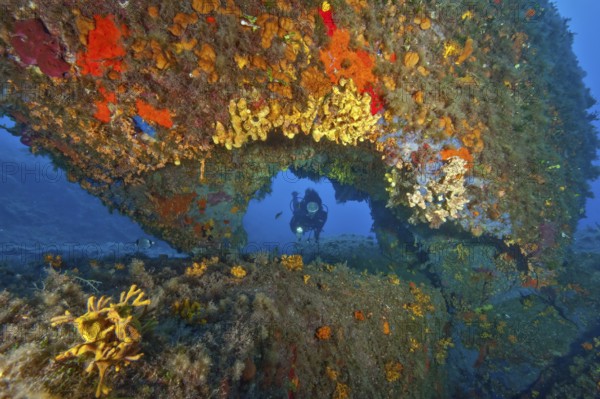 Diver looking through a hole Tunnel in underwater rocks at Capo d Orso on the north coast of Sardinia is covered with colourful Mediterranean sponges (Porifera), Mediterranean Sea, Sardinia, Italy, Europe