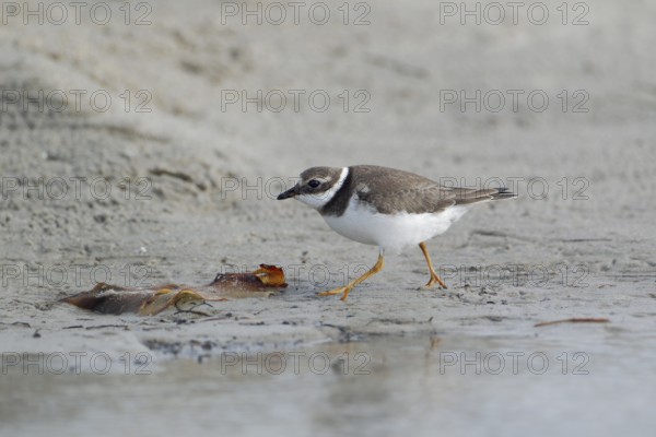 Sandregenpfeifer; lat. Charadrius hiaticula; läuft entlang einer Pfütze am Sandstrand der Helgoländer Düne; Seitenansicht