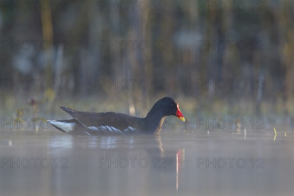 Common Moorhen (Gallinula chloropus), North Rhine-Westphalia, Germany, Europe