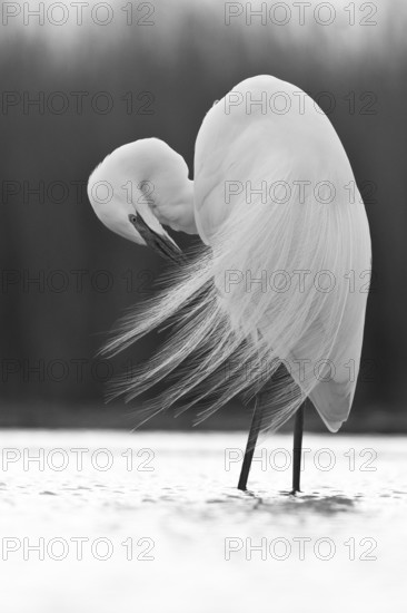 Great Egret (Ardea alba) preening, Pusztaszer, Hungary, Europe
