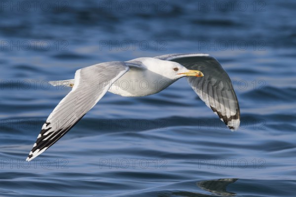 Caspian Gull (Larus cachinnans) flying, Eilat, Israel, Asia