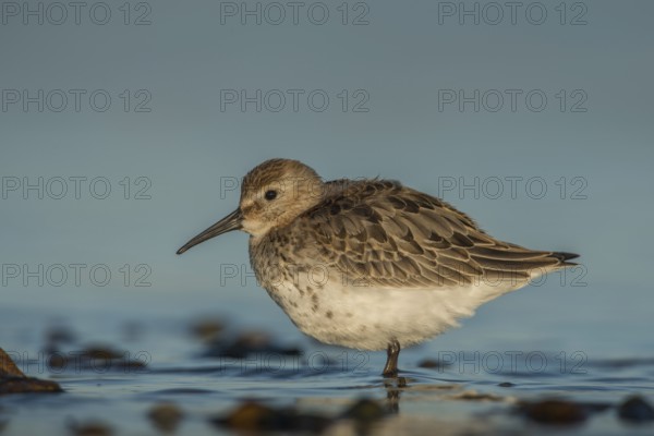 Dunlin (Calidris alpina), Schleswig-Holstein, Germany, Europe