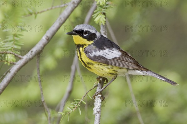 Magnolia Warbler (Setophaga magnolia), Ontario, Canada, North America