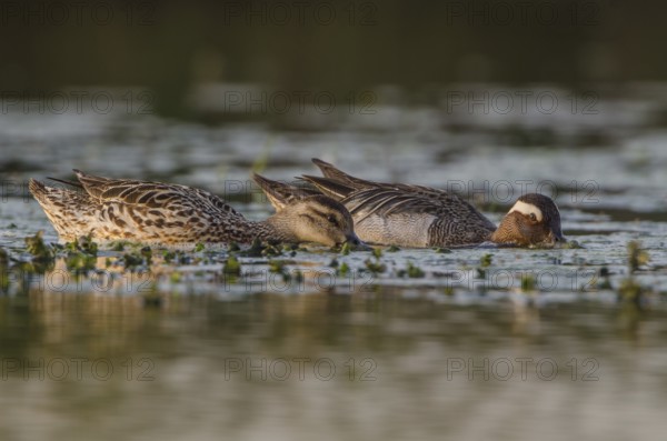 Garganey (Spatula querquedula), Schleswig-Holstein, Germany, Europe