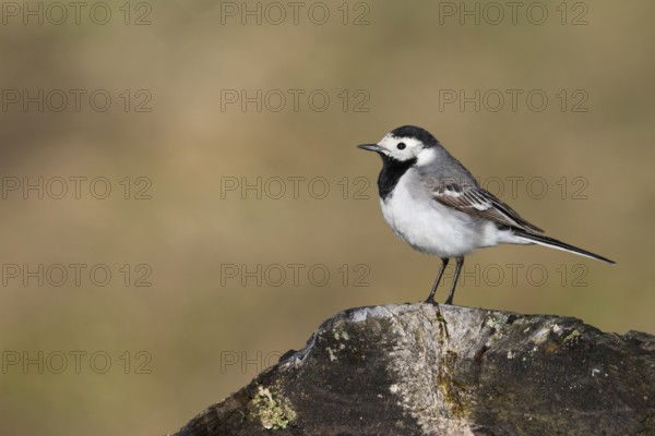 White Wagtail - Bachstelze - Motacilla alba ssp. alba, Germany, Europe