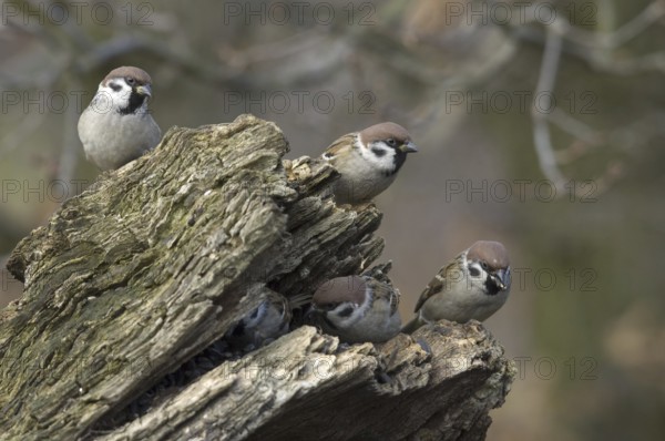 Eurasian Tree Sparrow (Passer montanus), Saxony, Germany, Europe