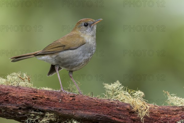 Ruddy-capped nightengale-Thrush (Catharus frantzii) perched on a branch in Panama