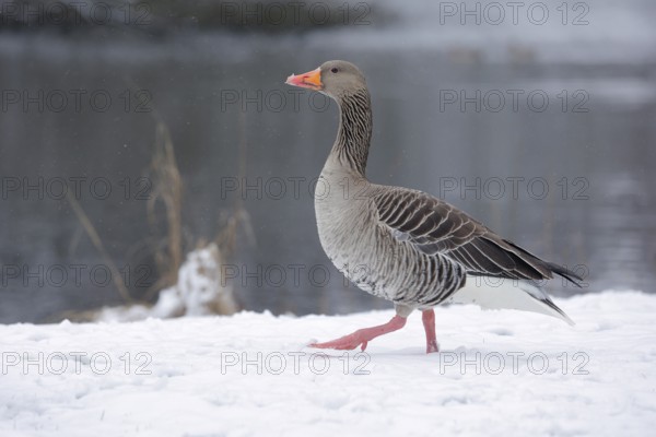 Graugans, lat. Anser anser, läuft am verschneiten Schneeufer