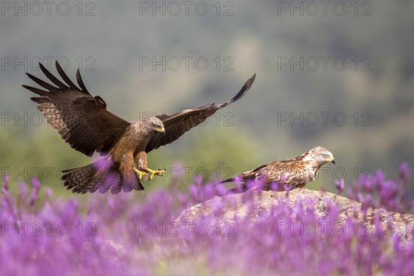Black Kite (Milvus migrans) landing, Madrid, Spain, Europe