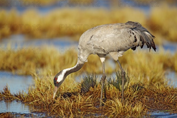 Common Crane, Grus grus, big bird in the nature habitat, Germany. Wildlife scene from Europe. Grey crane with long neck. Big in the water