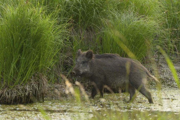 Wild boar (Sus scrofa), water, reeds, Lower Austria