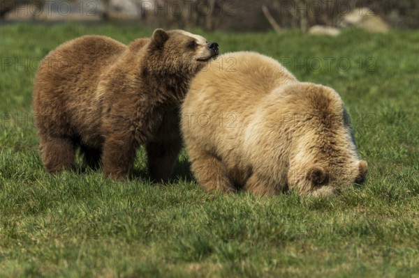 Two bears in a meadow, one is curious and sniffs the other, brown bear (Ursus (arctos), Germany, Europe