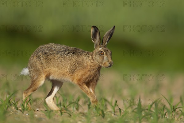 European brown hare (Lepus europaeus) adult animal running in a farmland maize field in summer, England, United Kingdom, Europe