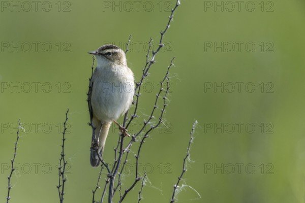 Reed Warbler (Acrocephalus schoenobaerus), Lower Saxony, Germany, Europe