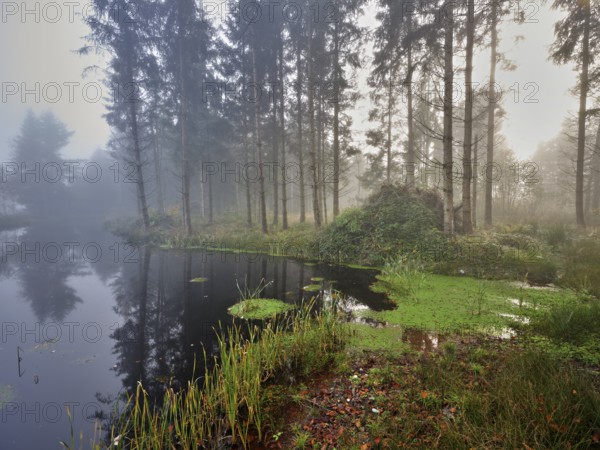 Ballmoos forest reserve, raised bog in the fog, Lieliwald, Lindenberg, Horben, Canton Lucerne, Switzerland, Europe