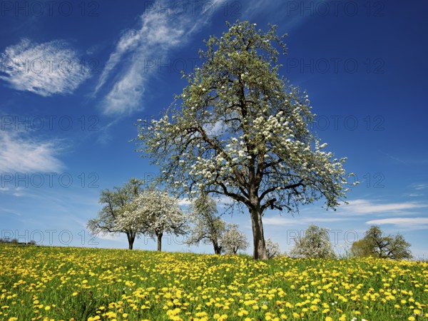 Field of flowering dandelions and pear trees (Pyrus communis), Beinwil, Freiamt, Canton Aargau, Switzerland, Europe