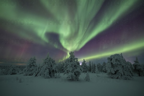 Northern lights over winter landscape, snow-covered trees, Riisitunturi National Park, Posio, Lapland, Finland, Europe