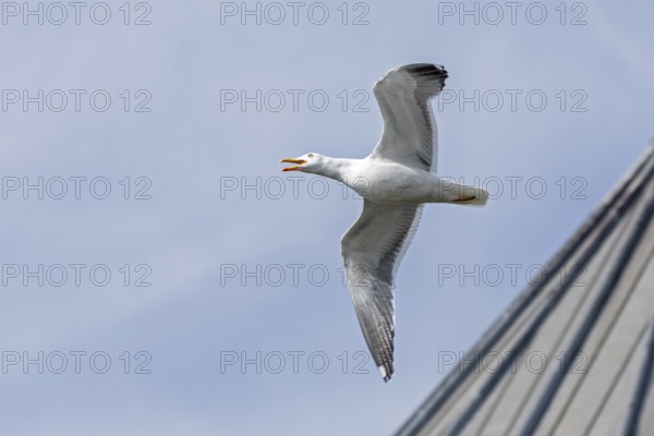 Seagull in flight, Stratford-upon-Avon, Warwickshire, England, Great Britain