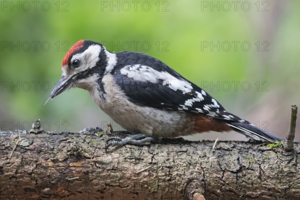 Great Spotted Woodpecker (Dendrocopos major) juvenile, Lower Saxony, Germany, Europe