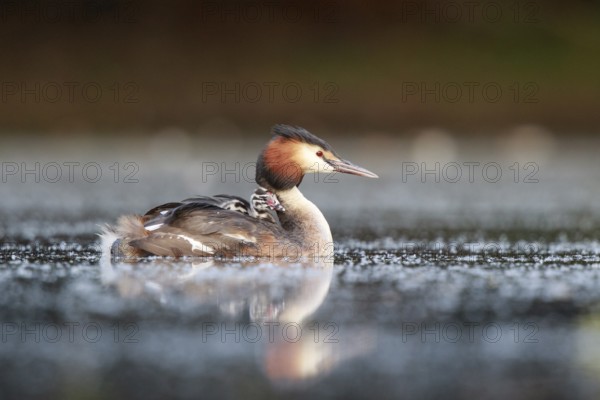 Great Crested Grebe (Podiceps cristatus) with chick, North Rhine-Westphalia, Germany, Europe