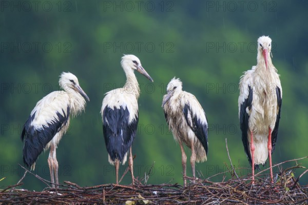 White Stork (Ciconia ciconia) with juveniles in nest after a heavy rain shower, North Rhine-Westphalia, Germany, Europe