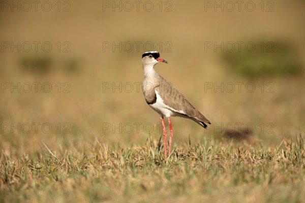 Crowned Lapwing (Vanellus coronatus), Lake Langano, Ethiopia, Africa