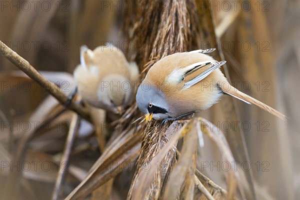 Bearded Reedling (Panurus biarmicus) pair perched on reeds, Baden-Wuerttemberg, Germany, Europe
