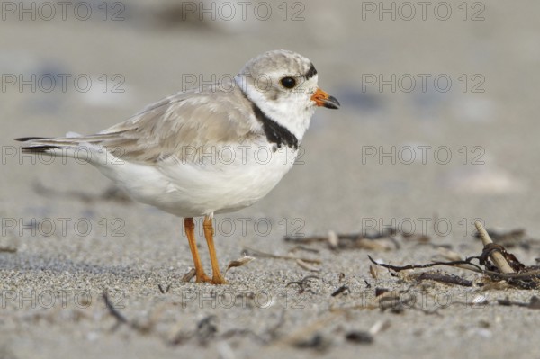 Piping Plover (Charadrius melodus), Newfoundland, Canada, North America