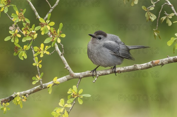 Grey Catbird (Dumetella carolinensis) perched on a branch, Texas, USA, North America
