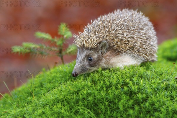 Hedgehog in green moss with orange background during autumn. Wildlife scene from nature. Funny image from forest. West European sitting on green moss hillock in march wood