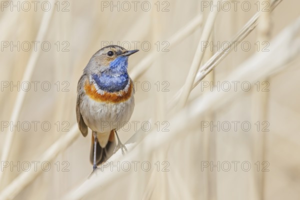Blaukehlchen, Luscinia svecica Bluethroat, Luscinia svecica
