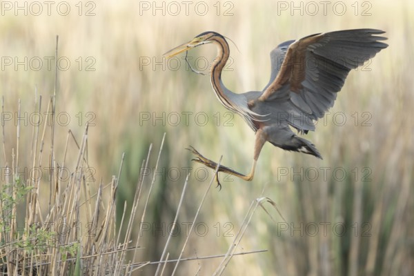 Purple Heron (Ardea purpurea) flying, Baden-Wuerttemberg, Germany, Europe