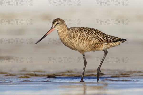 Marbled Godwit (Limosa fedoa), Florida, USA, North America
