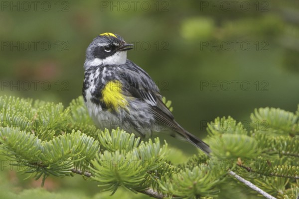 Myrtle Warbler (Setophaga coronata coronata), Newfoundland, Canada, North America