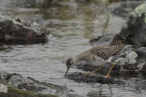 Wood Sandpiper (Tringa glareola), Dalarna, Sweden, Europe