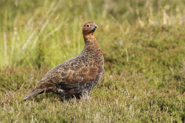 Red Grouse (Lagopus lagopus scotica), Scottish Highlands, United Kingdom, Europe