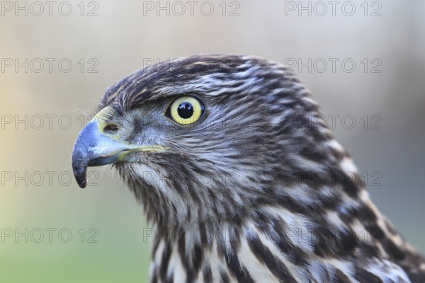 Northern Goshawk (Accipiter gentilis) juvenile female, Baden-Wuerttemberg, Germany, Europe