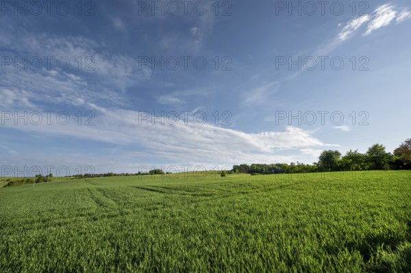 Young winter wheat field (Triticum aestivum), Beerbach, Middle Franconia, Bavaria, Germany, Europe