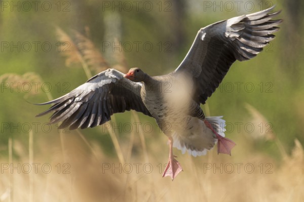 Goose in flight amidst reeds, lively spring atmosphere, greylag goose (Anser anser), wildlife, Germany, Europe