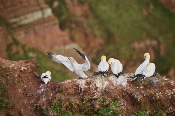 Northern gannet (Morus bassanus) standing on the cliff shaking its wings, wildlife, Helgoland, Germany, Europe