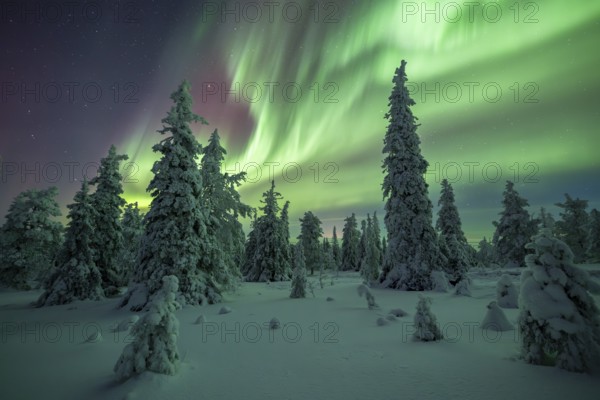 Northern lights over winter landscape, snow-covered trees, Riisitunturi National Park, Posio, Lapland, Finland, Europe